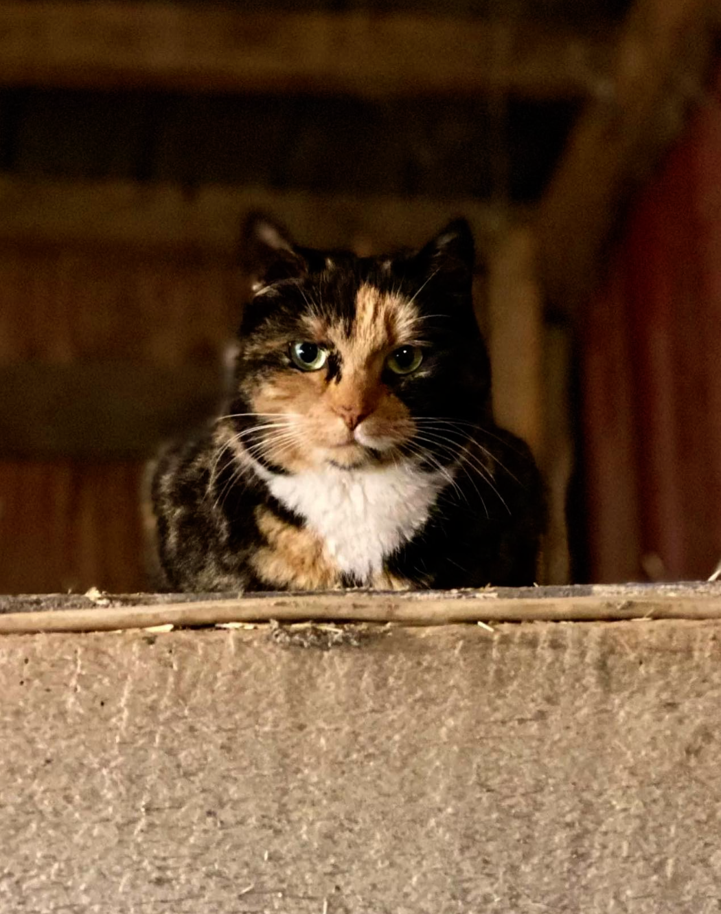 Due the Cat